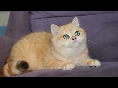 👠Zarina  Minilion * s Gold 💋Bri ny 12♀️7  months 🧸👸🏼 💗💗💗💗