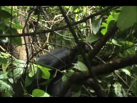 In tödlicher Falle: Mugu Mojas dramatische Befreiung!