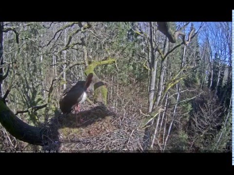 2016 04 02 11h02 m45s  melnais starkis  BS comes home