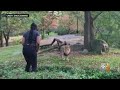 Woman Caught On Camera In Bronx Zoo Lion Exhibit