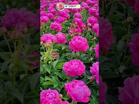 Love to Nature#viral #inspirational#india #youtube #youtubeshort #entertainment