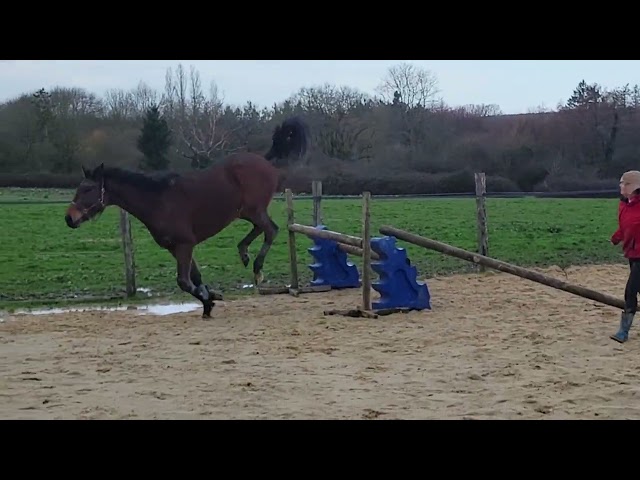 Casallo Z  belle pouliche