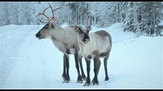 Santa Claus Reindeer land Pello in Lapland Finland Arctic Circle Father Christmas funny animal video