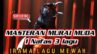 Download lagu Masteran Murai trotol 1 Nafas 3 irama lagu 💥 1JT xDitonton mp3