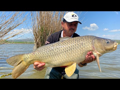 Classic method feeder rig for carp and large crucian carp