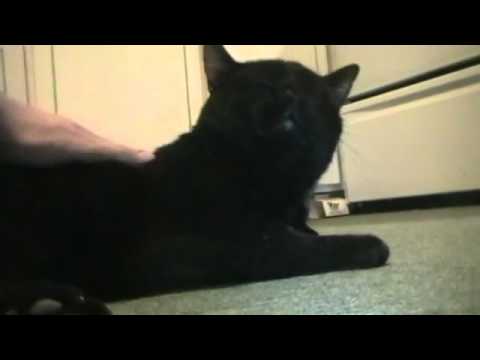 Talking Kitty Cat - (Wake Up Kitty 6) - YouTube.flv
