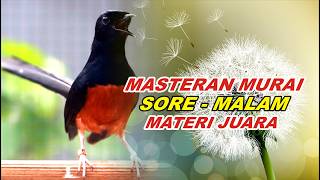 Download lagu 🔴 LIVE 33 - Masteran Murai Batu Malam Hari Full Isian Tembakan kasar Murai Batu Apapun Nyaut Gacor mp3