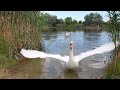 Swan Defends Their Kids