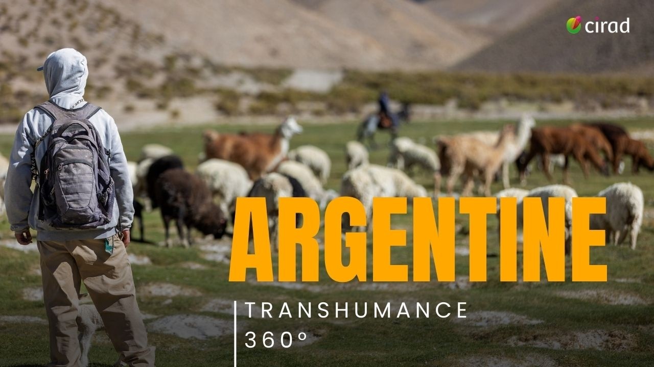 [Réalité virtuelle] Transhumance 360° | Rotación de lamas au-dessus des nuages (Argentine)