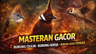 Download lagu Masteran Cilin Gereja Kapas Tembak Air Terjun 2 Jam Nonstop mp3