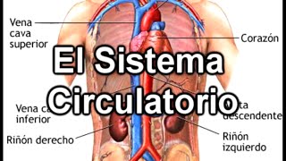 Sistema circulatorio (Grado Séptimo)