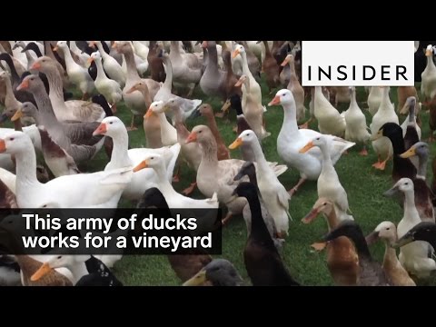 Watch: These Ducks Live on a Wine Farm