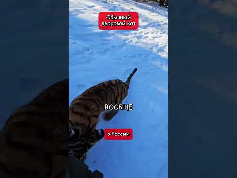 Вот так выглядит обычный дворой кот в России (перевод Кэндис Оуэнс)