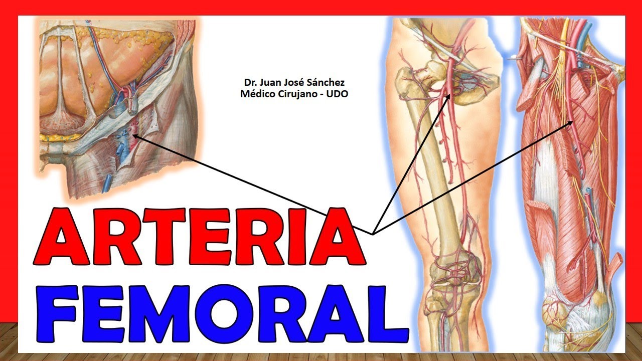 🥇 ARTERIA FEMORAL, Anatomía. ¡Explicación Fácil y Sencilla!