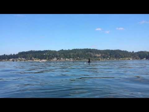 Large Male Orca Swims AT & UNDER our KAYAK!
