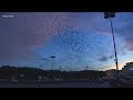 Purple Martins Flock Before Migration