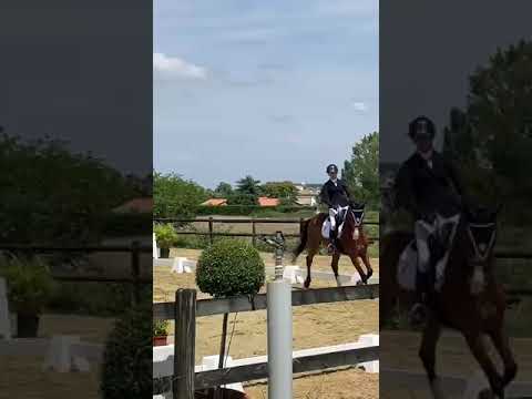 Caballo castrado Silla Francés Préstamo 2015 Bayo