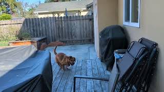 Video preview image #1 Bassetdor Puppy For Sale in Petaluma, CA, USA