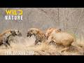 LIONS VS HYENAS Clash Of Predators In The Savannah Animal Documentary