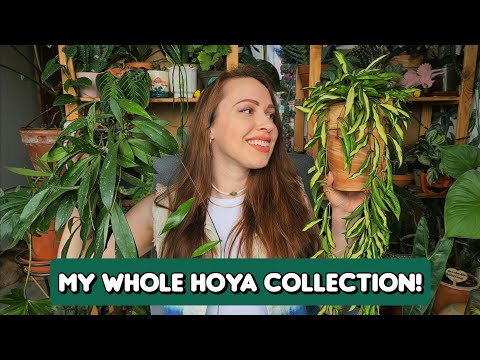 🍃My whole Hoya collection!🍃