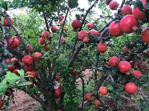 Pomegranate Best Farm , DADAM FARM