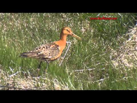 Aguja colinegra ( Limosa limosa ) Black.tailed Godwit
