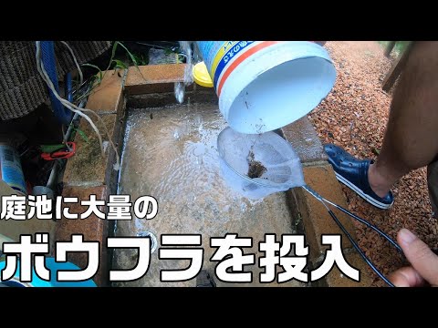 庭の池の金魚:問題を回避する方法 トピックス