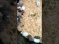 Gerbil Berbagai Jenis
