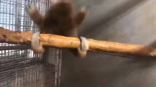 Cover art for monkey meme