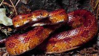 Bleeding Through - Kill to Believe