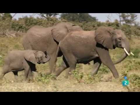 La marcha de los elefantes | Grandes Documentales