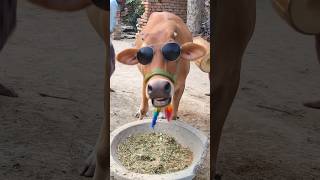 cow video 2025 | cow dance mix | funny dancing cow | #shorts #cow #ai #mooingcow #trendingshorts moo