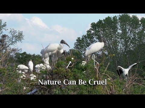 Nature Can Be Cruel
