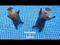 新しいプールに大喜びのカワウソとキレまくるカワウソ　Otters Can't Wait to Swim in New Pool