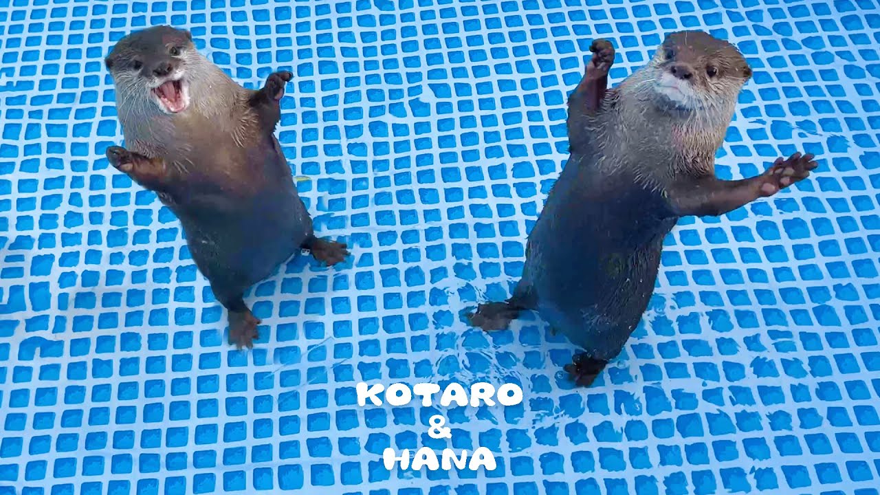 新しいプールに大喜びのカワウソとキレまくるカワウソ Otters Can't Wait to Swim in New Pool