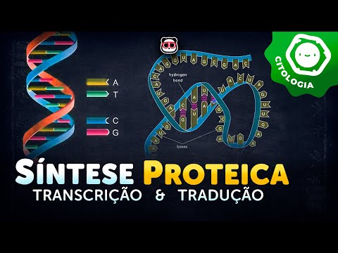Síntese proteica - Transcrição e Tradução do DNA