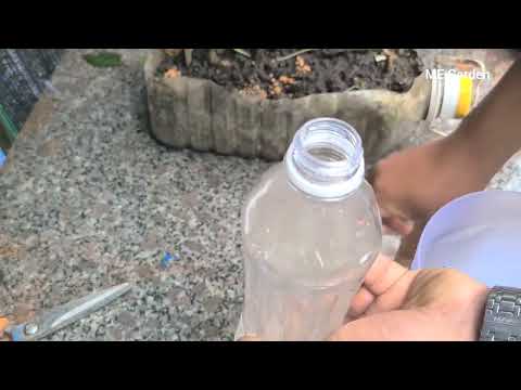 cultivando pimentões vermelhos em moluscos de plástico cheios de frutas