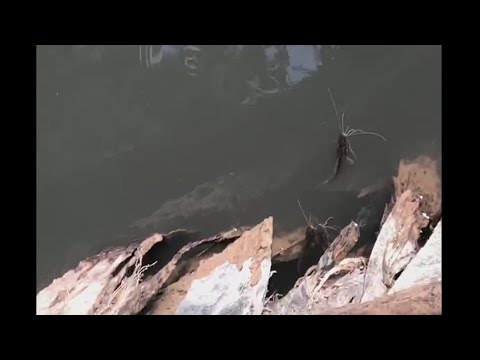 Moradores de Araras registram mais mortandade de peixes no rio Mogi