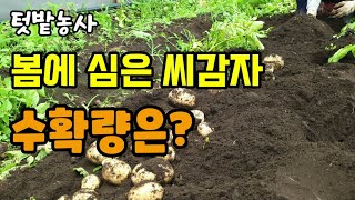 텃밭농사 봄에 심은 수미감자 수확시기가 되어 캐보았고 화분에 심은것과 땅에심은 감자의 수확량은?