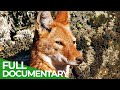 Megeti - Ethiopia's Lost Wolf | Free Documentary Nature