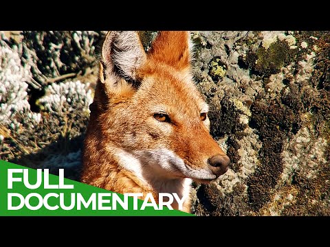 Megeti Ethiopia's Lost Wolf