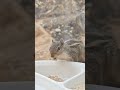 Squirrel Enjoying Food In Summers