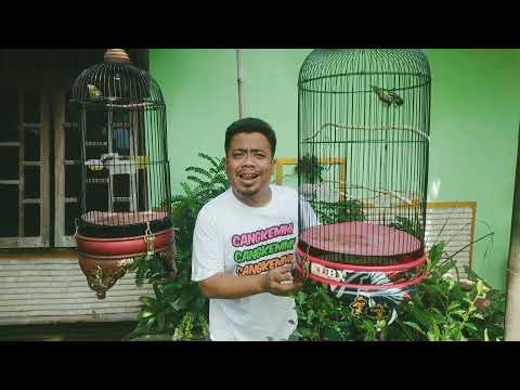 dagelan-jowo-cara-jitu-masteri-burung