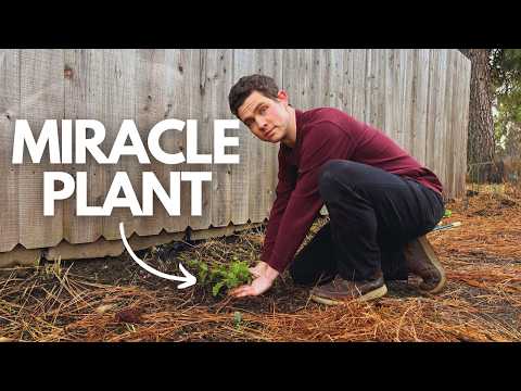 Why I'm Planting 203 Comfrey Plants in Mid-Winter