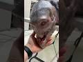 SkinWalker Disguised As Animals ️ PRT 30 Viral Ytshorts