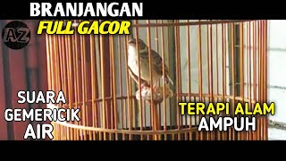 Download lagu Branjangan Full Gacor,Masteran Branjangan,Terapi Branjangan macet bunyi mp3