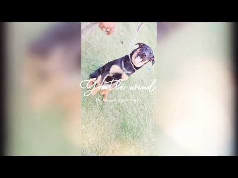 Patiala best dog trainer Joginder pal 9815507893