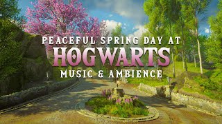 Peaceful Spring Day at Hogwarts | Harry Potter Music & Ambience | Hogwarts Legacy