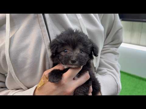 YouTube動画のサムネイル