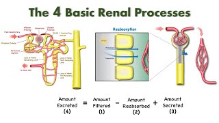 Elements of Renal Physiology:  Filtration, Reabsorption, Secretion, and Excretion